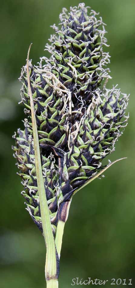 Inflorescence of Different-veined Sedge: Carex heteroneura var. heteroneura (Synonym: Carex heteroneura var. heteroneura)
