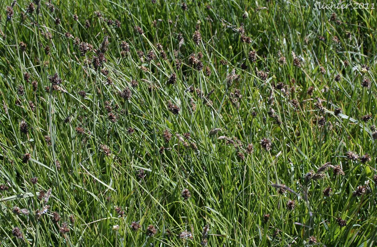 Sheep Sedge, Small-head Sedge, Small-headed Sedge: Carex illota