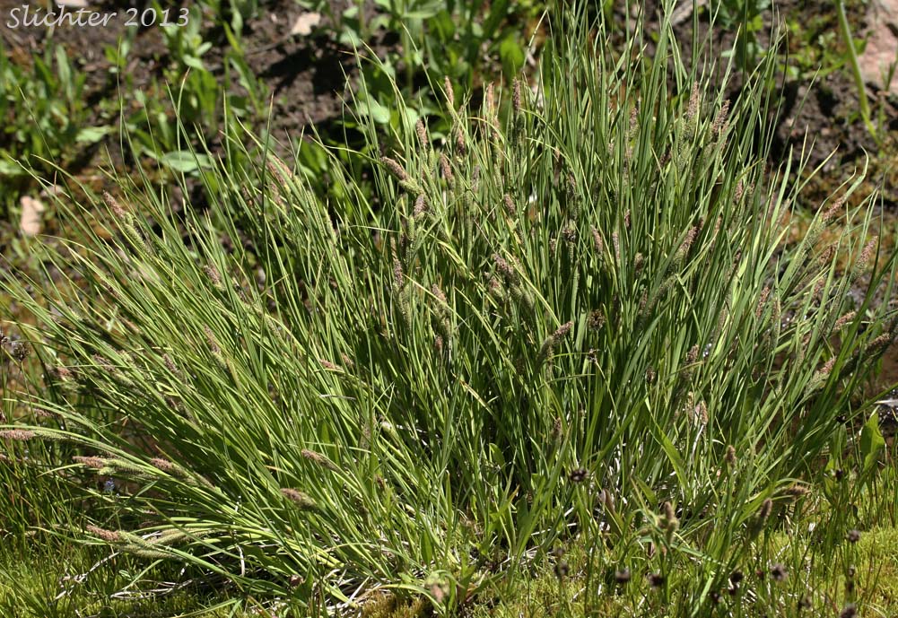 Kellogg's Sedge, Lakeshore Sedge: Carex kelloggii var. kelloggii (Synonyms: Carex lenticularis var. lipocarpa, Carex lenticularis var. lenticularis, Carex lenticularis var. pallida)