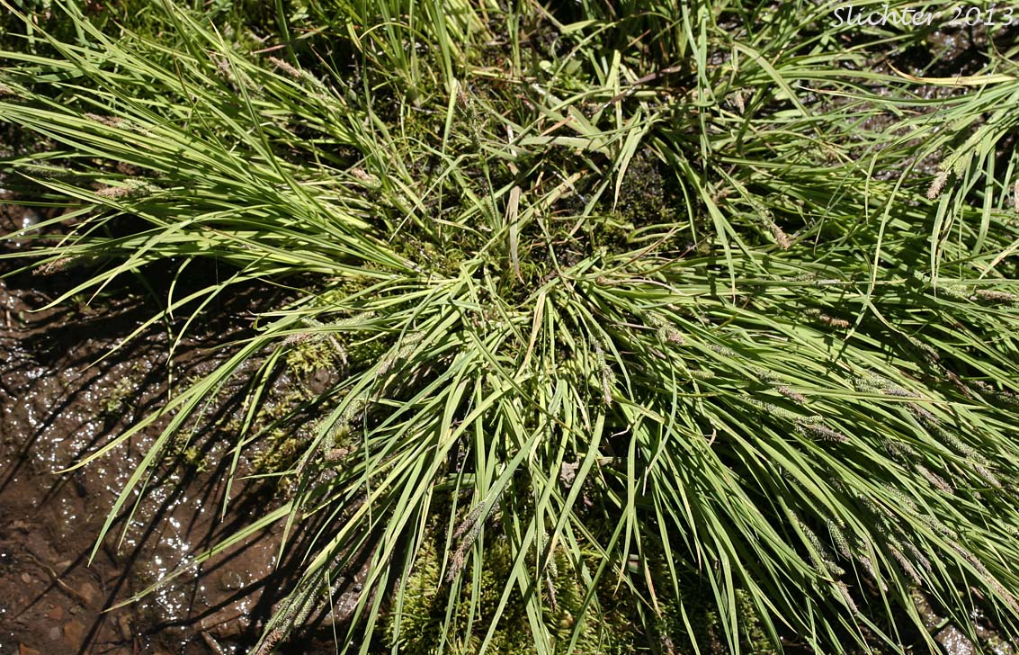 Kellogg's Sedge, Lakeshore Sedge: Carex kelloggii var. kelloggii (Synonyms: Carex lenticularis var. lipocarpa, Carex lenticularis var. lenticularis, Carex lenticularis var. pallida)