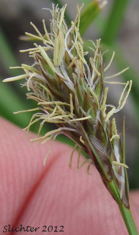 Inflorescence of Liddon Sedge, Liddon's Sedge: Carex petasata (Synonym: Carex liddonii)