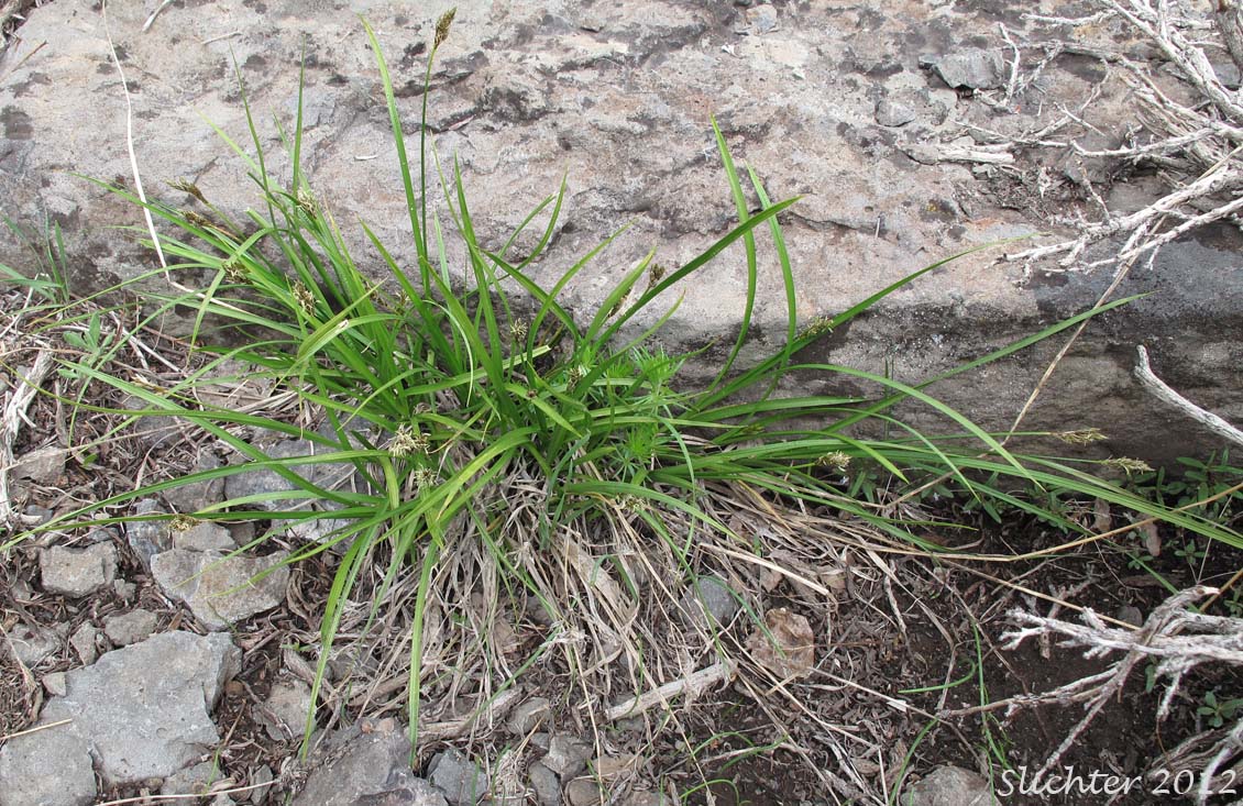 Liddon Sedge, Liddon's Sedge: Carex petasata (Synonym: Carex liddonii)