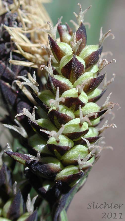 Lateral female spike of Raynold's Sedge: Carex raynoldsii (Synonym: Carex lyallii)
