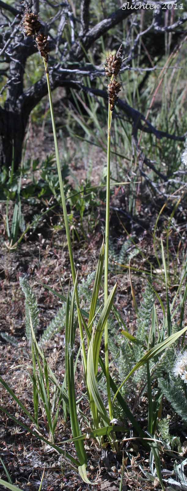 Raynold's Sedge: Carex raynoldsii (Synonym: Carex lyallii)