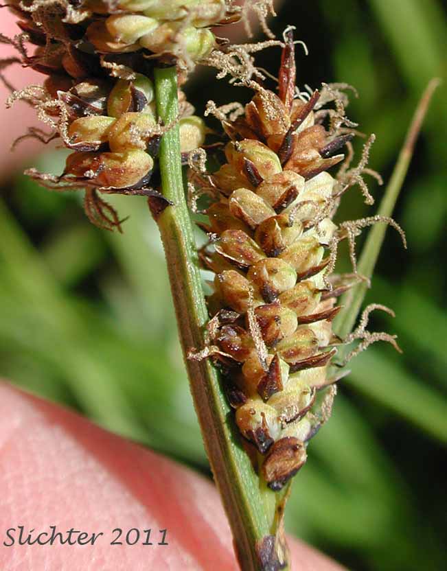 Female spike of Raynold's Sedge: Carex raynoldsii (Synonym: Carex lyallii)
