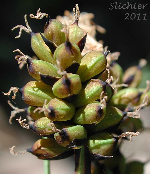 Close-up of a female spike of Raynold's Sedge: Carex raynoldsii (Synonym: Carex lyallii)