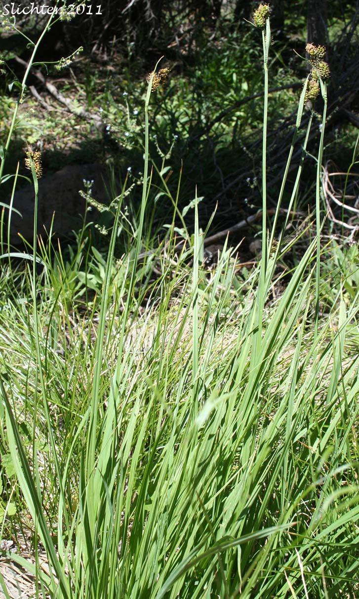 Raynold's Sedge: Carex raynoldsii (Synonym: Carex lyallii)