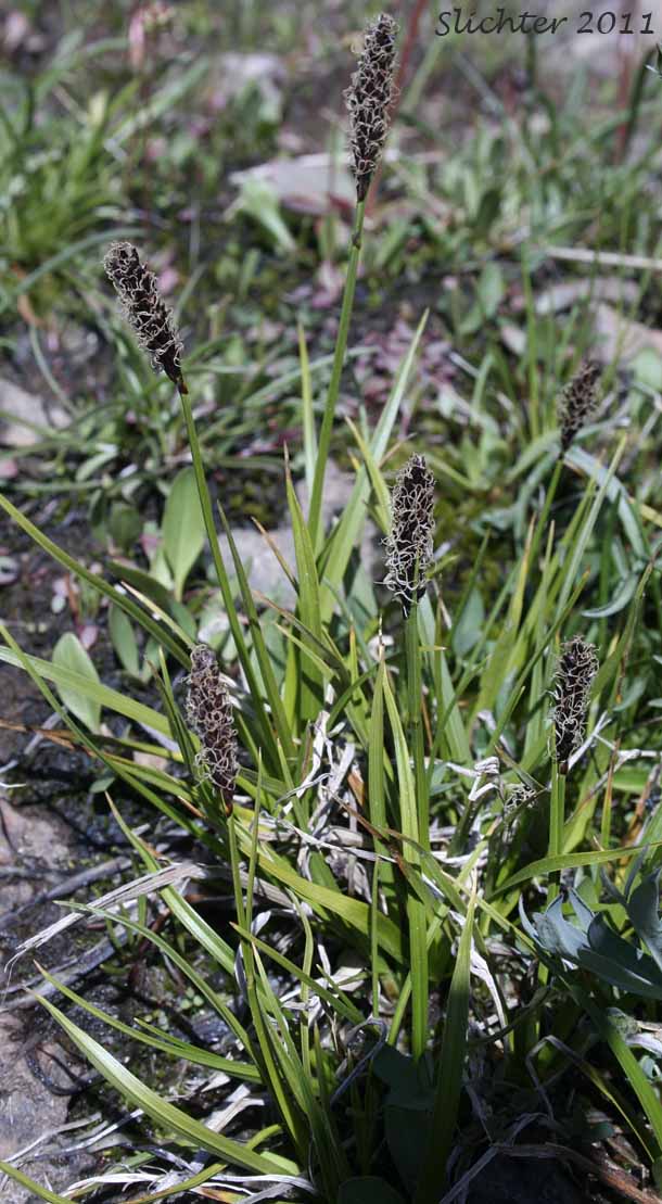 Cluster of female plants of Western Singlespike Sedge, Western Single Spiked Sedge: Carex scirpoidea ssp. pseudoscirpoidea (Synonyms: Carex pseudoscirpoidea, Carex scirpoidea var. pseudoscirpoidea)