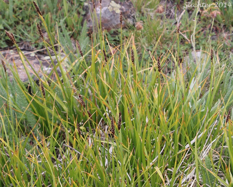 Western Singlespike Sedge, Western Single Spiked Sedge: Carex scirpoidea ssp. pseudoscirpoidea (Synonyms: Carex pseudoscirpoidea, Carex scirpoidea var. pseudoscirpoidea)