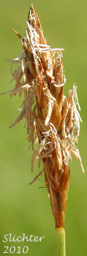 Male spike of Shortbeaked Sedge: Carex simulata