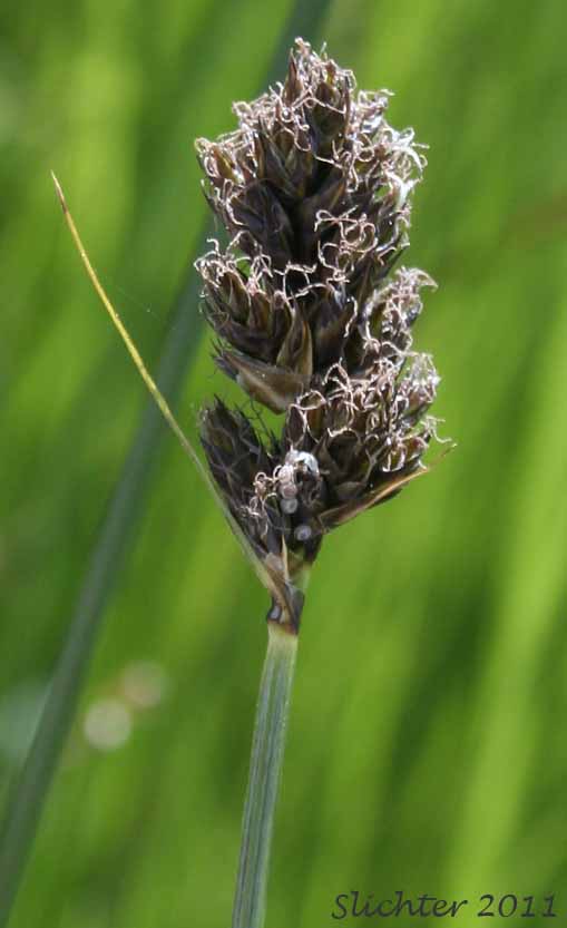 Spike of a female plant of Analogue Sedge, Shortbeaked Sedge: Carex simulata