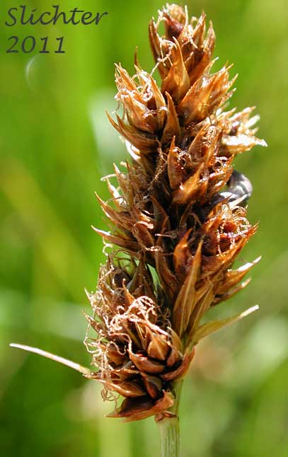 Mature inflorescence of Analogue Sedge, Shortbeaked Sedge: Carex simulata as it is shedding its ripe perigynia.