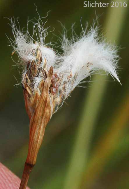 Inflorescence of Slender Cottongrass: Eriophorum gracile (Synonyms: Eriophorum gracile var. caurianum, Eriophorum gracile var. gracile)
