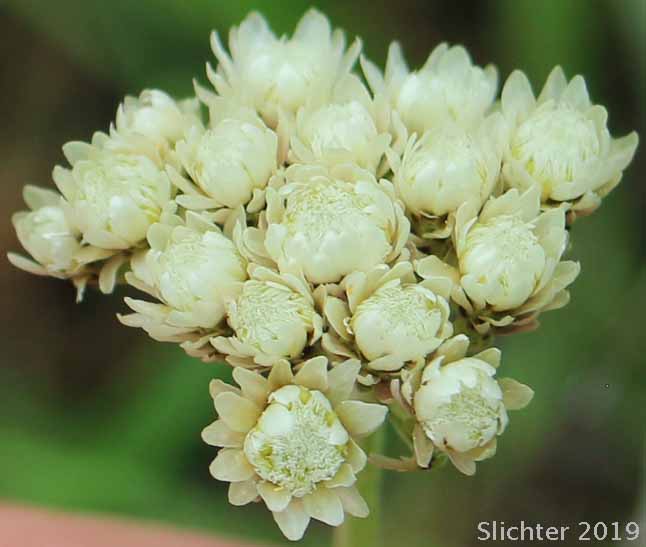 Pearly Pussytoes, Tall Everlasting, Tall Pussytoes: Antennaria anaphaloides (Synonyms: Antennaria anaphaloides var. straminea, Antennaria pucherrima ssp. anaphaloides, Antennaria pulcherrima var. anaphaloides)