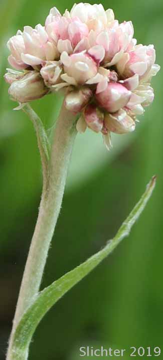 Pearly Pussytoes, Tall Everlasting, Tall Pussytoes: Antennaria anaphaloides (Synonyms: Antennaria anaphaloides var. straminea, Antennaria pucherrima ssp. anaphaloides, Antennaria pulcherrima var. anaphaloides)