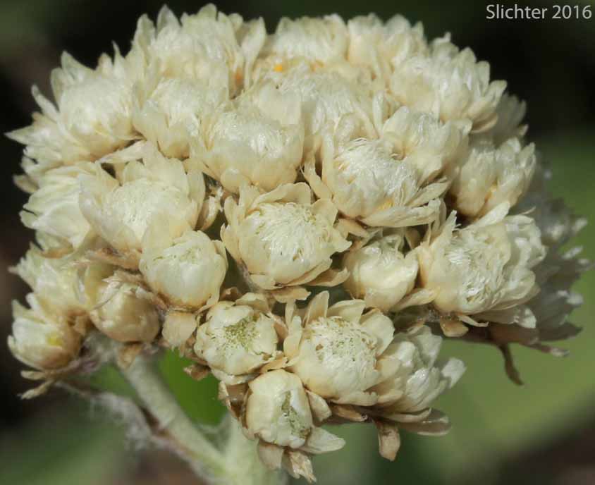 Inflorescence of Pearly Pussytoes, Tall Everlasting, Tall Pussytoes: Antennaria anaphaloides (Synonyms: Antennaria anaphaloides var. straminea, Antennaria pucherrima ssp. anaphaloides, Antennaria pulcherrima var. anaphaloides)