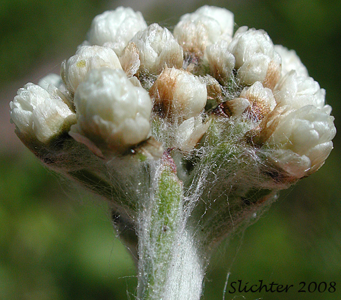 Inflorescence of Pearly Pussytoes, Tall Pussytoes: Antennaria anaphaloides (Synonyms: Antennaria anaphaloides var. straminea, Antennaria pulcherrima ssp. anaphaloides, Antennaria pulcherrima var. anaphaloides)
