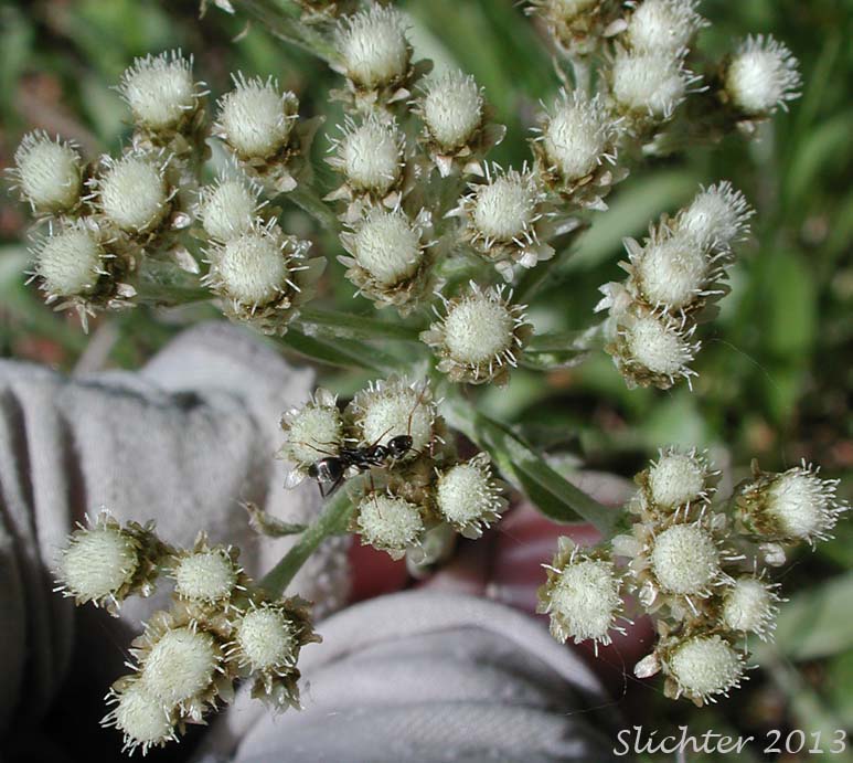Inflorescence of Pearly Pussytoes, Tall Everlasting, Tall Pussytoes: Antennaria anaphaloides (Synonyms: Antennaria anaphaloides var. straminea, Antennaria pucherrima ssp. anaphaloides, Antennaria pulcherrima var. anaphaloides)