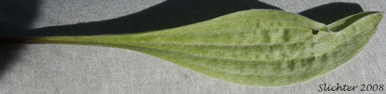 Basal leaf of Pearly Pussytoes, Tall Everlasting, Tall Pussytoes: Antennaria anaphaloides (Synonyms: Antennaria anaphaloides var. straminea, Antennaria pucherrima ssp. anaphaloides, Antennaria pulcherrima var. anaphaloides)