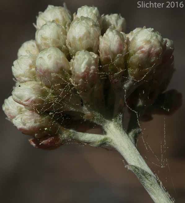 Inflorescence of Silvery Everlasting, Silvery Pussytoes: Antennaria argentea