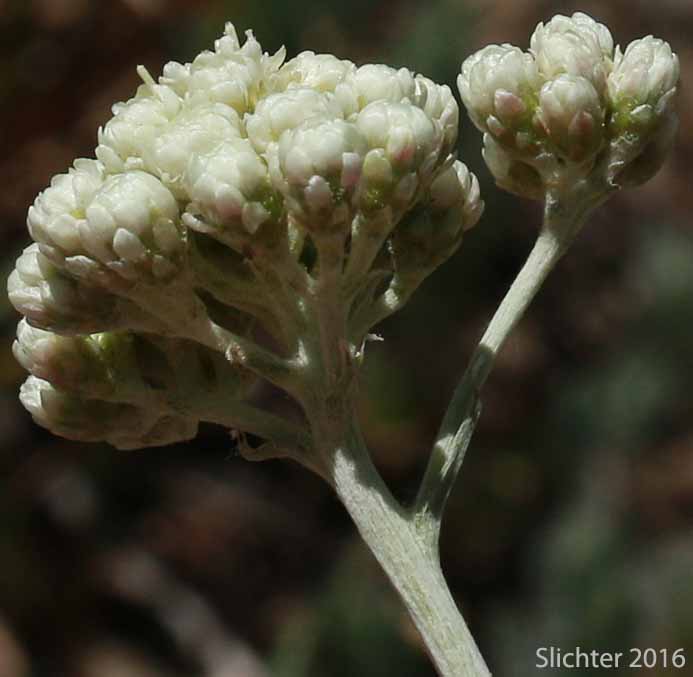 Inflorescence of Silvery Brown Everlasting, Woodrush Pussytoes, Woodrush Pussy-toes: Antennaria luzuloides ssp. luzuloides (Synonyms: Antennaria luzuloides var. luzuloides, Antennaria luzuloides var. oblanceolata)