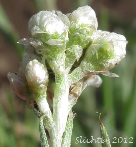 Involucral bracts of Silvery Brown Everlasting, Woodrush Pussytoes, Woodrush Pussy-toes: Antennaria luzuloides ssp. luzuloides (Synonyms: Antennaria luzuloides var. luzuloides, Antennaria luzuloides var. oblanceolata)