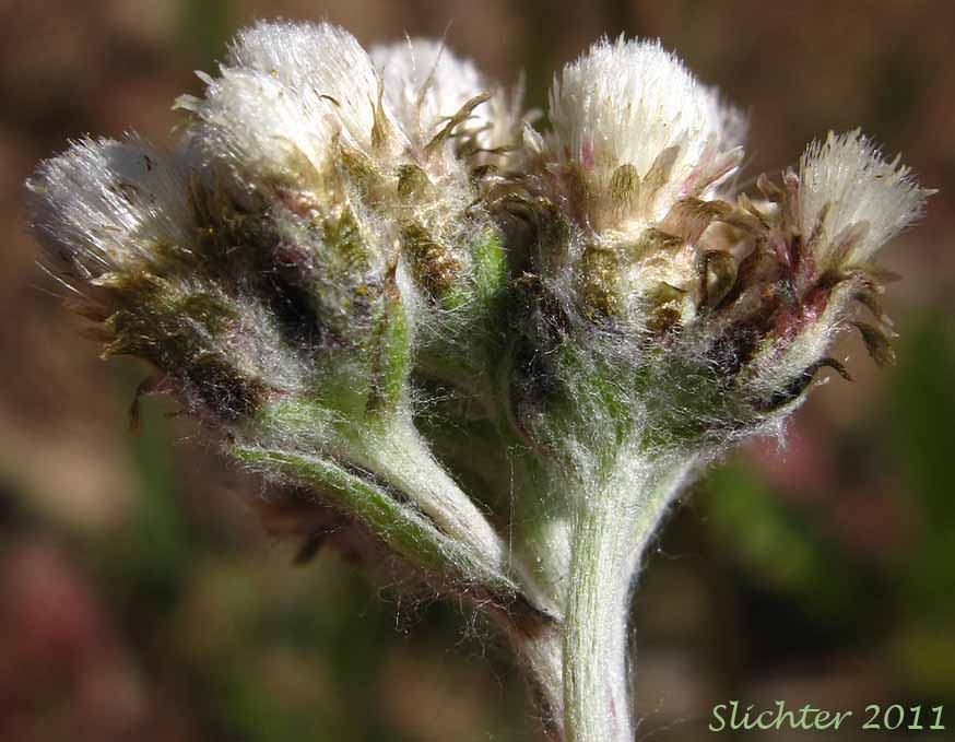 Male flower head of Alpine Pussytoes, Rocky Mountain Pussytoes: Antennaria media (Synonyms: Antennaria alpina var. media, Antennaria austromontana, Antennaria candida, Antennaria densa, Antennaria gormanii, Antennaria modesta, Antennaria mucronata)