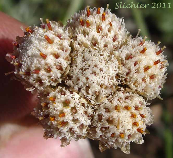 Female flower head of Alpine Pussytoes, Rocky Mountain Pussytoes: Antennaria media (Synonyms: Antennaria alpina var. media, Antennaria austromontana, Antennaria candida, Antennaria densa, Antennaria gormanii, Antennaria modesta, Antennaria mucronata)