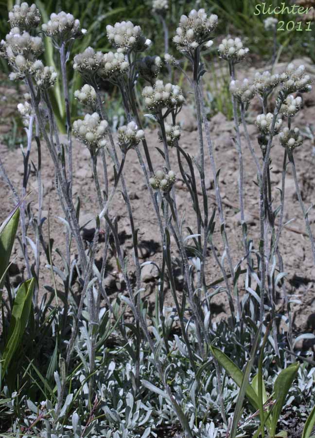 Alpine Pussytoes, Rocky Mountain Pussytoes: Antennaria media (Synonyms: Antennaria alpina var. media, Antennaria austromontana, Antennaria candida, Antennaria densa, Antennaria gormanii, Antennaria modesta, Antennaria mucronata)