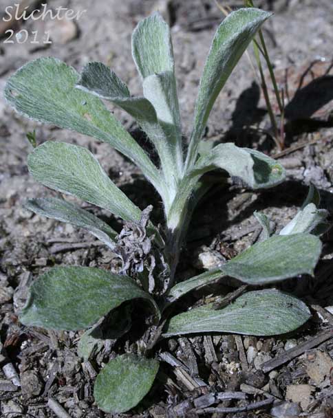 Basal and lower stem leaves of Field Pussytoes, Field Pussy-toes: Antennaria howellii ssp. neodioica (Synonym: Antennaria neglecta var. neodioica)