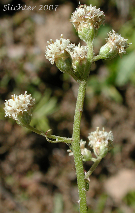 Inflorescence of a male plant of Slender Pussytoes, Slender Everlasting, Raceme Pussytoes, Raceme Pussy-toes, Hooker's Pussytoes