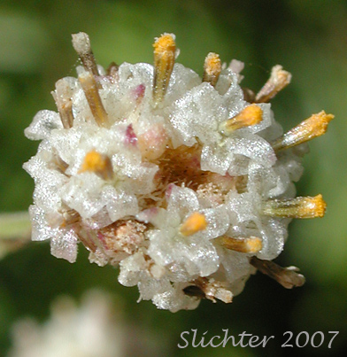 Close-up of a staminate flower head of Slender Pussytoes, Slender Everlasting, Raceme Pussytoes, Raceme Pussy-toes, Hooker's Pussytoes