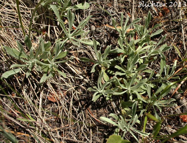 Rosy Everlasting, Rosy Pussytoes: Antennaria pulvinata (Synonyms: Antennaria acuminata, Antennaria albicans, Antennaria alborosea, Antennaria angustifolia, Antennaria arida var. humilis, Antennaria breitugii, Antennaria brevistyla, Antennaria chlorantha, Antennaria concinna, Antennaria confinis, Antennaria dioica var. kernensis, Antennaria dioica var. rosea, Antennaria elegans, Antennaria foliacea var. humilis, Antennaria formosa, Antennaria hendersonii, Antennaria imbricata, Antennaria incarnata, Antennaria laingii, Antennaria lanulosa, Antennaria leuchippii, Antennaria microphylla, Antennaria neodioica var. chlorantha, Antennaria oxyphylla, Antennaria rosea, Antennaria rosea var. angustifolia, Antennaria rosea ssp. arida, Antennaria rosea ssp. confinis, Antennaria rosea ssp. divaricata, Antennaria rosea var. imbricata, Antennaria rosea ssp. pulvinata, Antennaria rosea ssp. rosea, Angustifolia sedoides, Antennaria sordida, Antennaria speciosa, Antennaria straminea, Antennaria subviscosa, Antennaria tomentella)