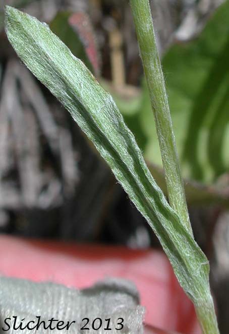 Stem leaf of Rosy Everlasting, Rosy Pussytoes: Antennaria pulvinata (Synonyms: Antennaria acuminata, Antennaria albicans, Antennaria alborosea, Antennaria angustifolia, Antennaria arida var. humilis, Antennaria breitugii, Antennaria brevistyla, Antennaria chlorantha, Antennaria concinna, Antennaria confinis, Antennaria dioica var. kernensis, Antennaria dioica var. rosea, Antennaria elegans, Antennaria foliacea var. humilis, Antennaria formosa, Antennaria hendersonii, Antennaria imbricata, Antennaria incarnata, Antennaria laingii, Antennaria lanulosa, Antennaria leuchippii, Antennaria microphylla, Antennaria neodioica var. chlorantha, Antennaria oxyphylla, Antennaria rosea, Antennaria rosea var. angustifolia, Antennaria rosea ssp. arida, Antennaria rosea ssp. confinis, Antennaria rosea ssp. divaricata, Antennaria rosea var. imbricata, Antennaria rosea ssp. pulvinata, Antennaria rosea ssp. rosea, Angustifolia sedoides, Antennaria sordida, Antennaria speciosa, Antennaria straminea, Antennaria subviscosa, Antennaria tomentella)