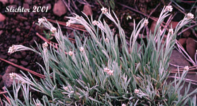 Narrowleaf Pussytoes, Narrowleaved Pussytoes: Antennaria stenophylla (Synonyms: Antennaria alpina var. stenophylla, Antennaria leucophaea
