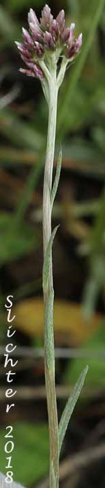 Narrowleaf Pussytoes, Narrowleaved Pussytoes: Antennaria stenophylla (Synonyms: Antennaria alpina var. stenophylla, Antennaria leucophaea)