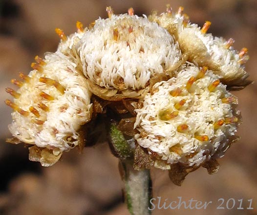 Close-up of a female flower head of Brown-bract Pussytoes, Brown Everlasting, Brownish Everlasting, Dark Pussytoes, Umber Pussytoes: Antennaria umbrinella (Synonyms: Antennaria aizoides, Antennaria flavescens, Antennaria reflexa)