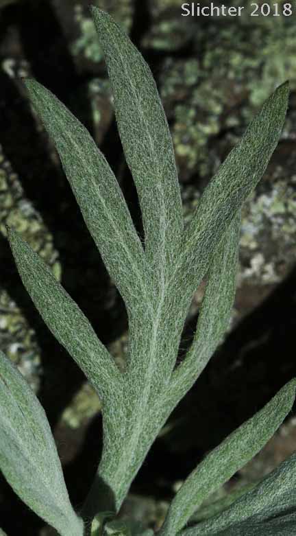 Leaf of Gray Sagewort: Artemisia ludoviciana ssp. candicans (Synonym: Artemisia ludoviciana var. latifloba)