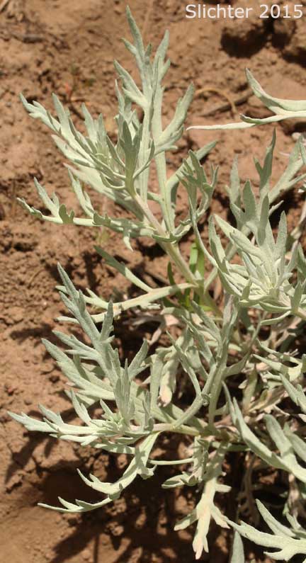 Gray Sagewort: Artemisia ludoviciana ssp. candicans (Synonym: Artemisia ludoviciana var. latifloba)