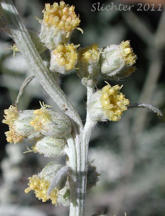 Close-up of the inflorescence of Gray Sagewort: Artemisia ludoviciana ssp. candicans (Synonym: Artemisia ludoviciana var. latifloba)
