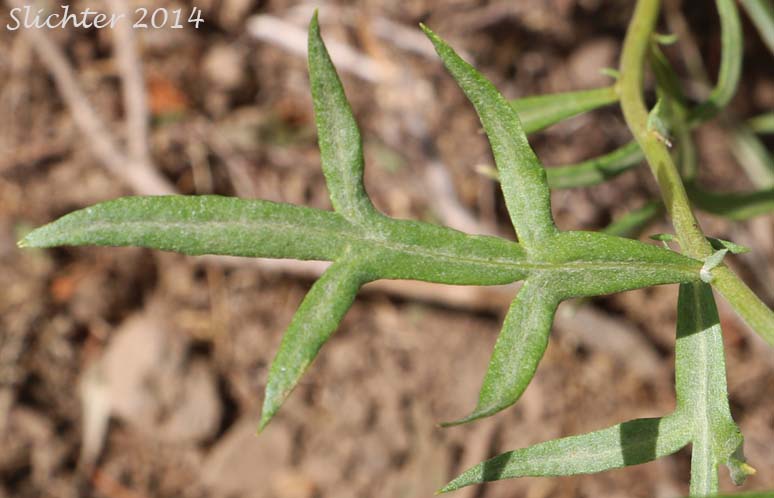 Gray Sagewort: Artemisia ludoviciana ssp. candicans (Synonym: Artemisia ludoviciana var. latifloba)