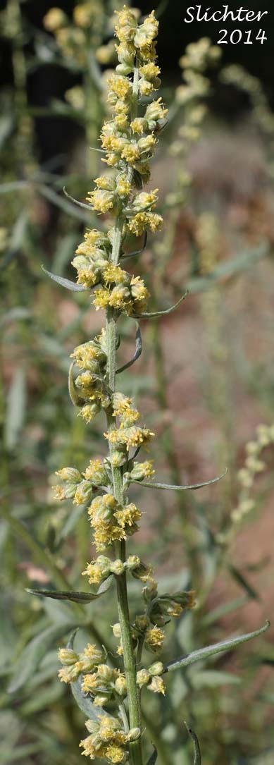 Inflorescence of Gray Sagewort: Artemisia ludoviciana ssp. candicans (Synonym: Artemisia ludoviciana var. latifloba)