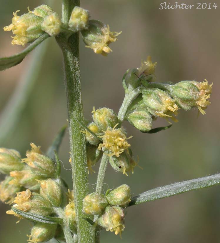 Inflorescence of Gray Sagewort: Artemisia ludoviciana ssp. candicans (Synonym: Artemisia ludoviciana var. latifloba)