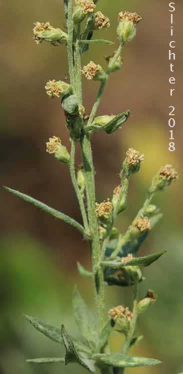 Inflorescence of Lemon Sagewort, Michaux Mugwort, Michaux's Mugwort, Michaux's Wormwood: Artemisia michauxiana (Synonym: Artemisia vulgaris ssp. michauxiana)