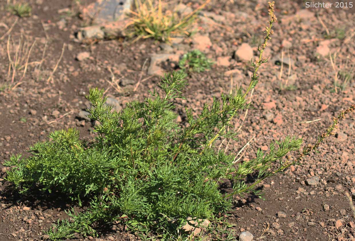 Lemon Sagewort, Michaux Mugwort, Michaux's Mugwort, Michaux's Wormwood: Artemisia michauxiana (Synonym: Artemisia vulgaris ssp. michauxiana)