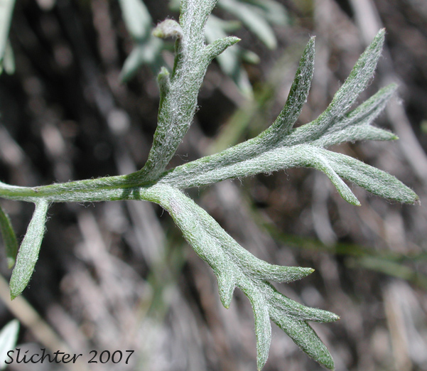 Close-up of a leaf of Lemon Sagewort, Michaux Mugwort, Michaux's Mugwort, Michaux's Wormwood: Artemisia michauxiana