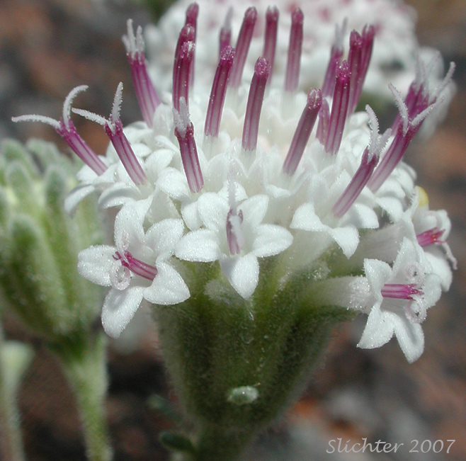 Flower head of Hoary False Yarrow: Chaenactis douglasii