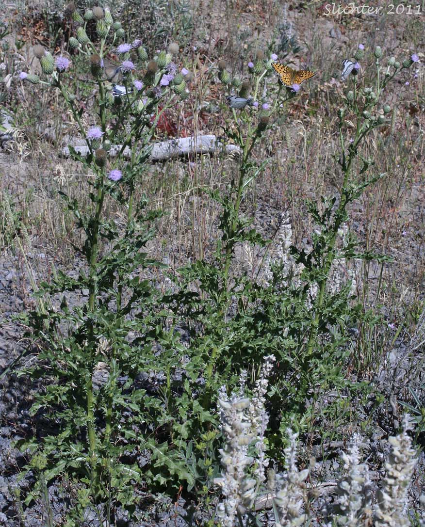 Canada Thistle, Creeping Thistle: Cirsium arvense