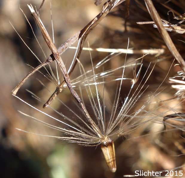 Seeds of Peck's Thistle, Steen's Mountain Thistle: Cirsium eatonii var. peckii (Synonym: Cirsium peckii)