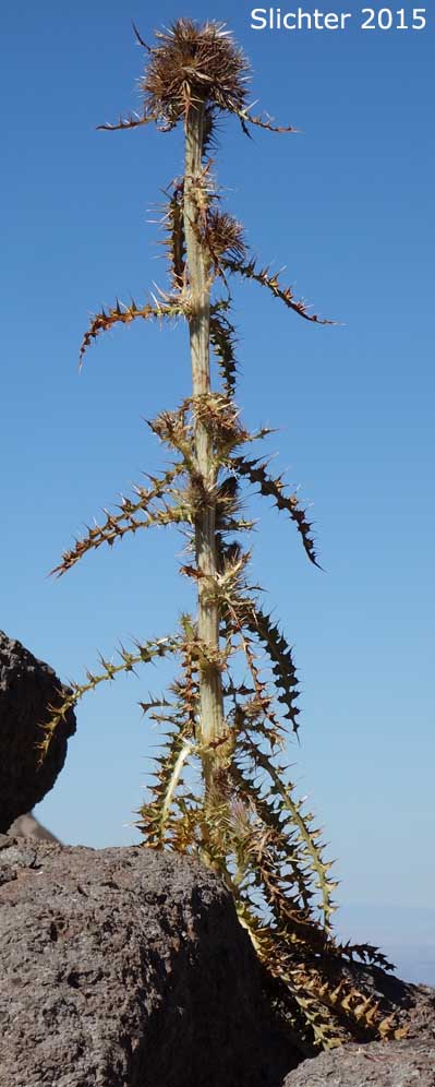 Senescent Peck's Thistle, Steen's Mountain Thistle: Cirsium eatonii var. peckii (Synonym: Cirsium peckii)